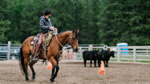 Man riding a horse in a corral with cows