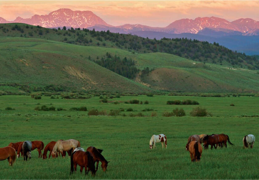 Group of horses grazing in a field with mountains in the background