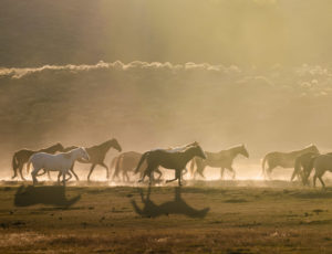 Tumbling River Ranch Horses running new