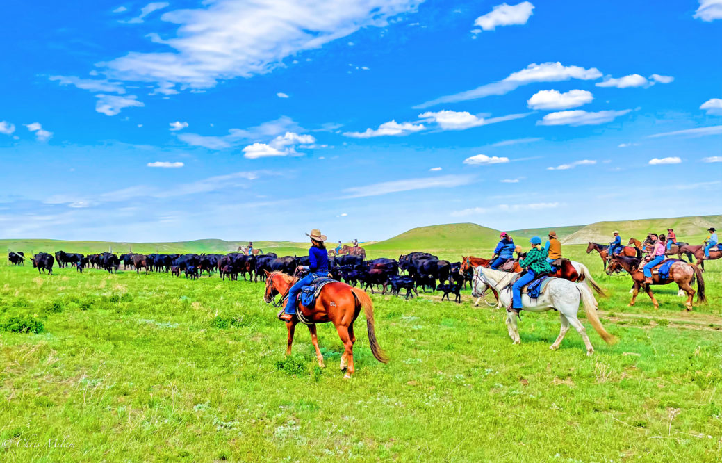 Cattle Drive at Bar W