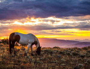 horse grazing at twighlight