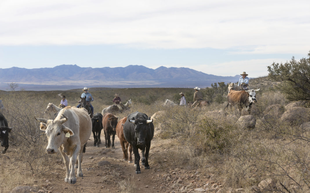 riders driving cattle