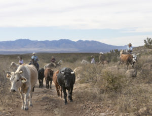 riders driving cattle