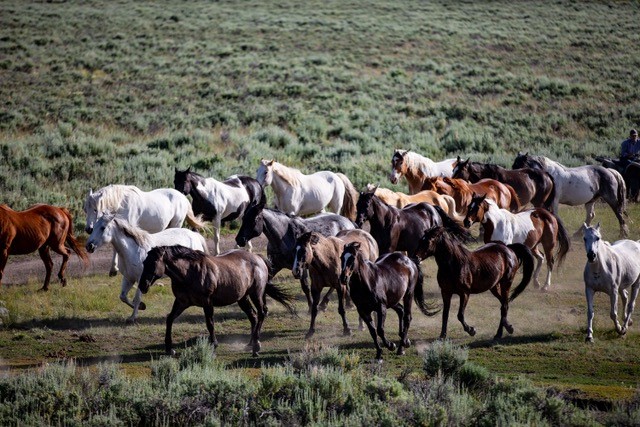 Absaroka Horses Running