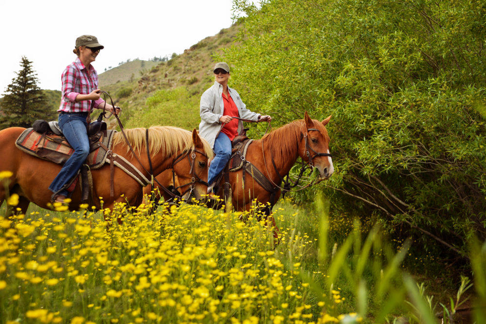 Horses and riders in a field of wildflowers