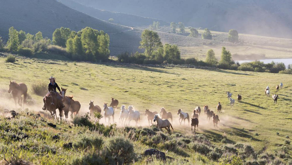 Cowgirl leading a gather of horses at A Bar A Ranch