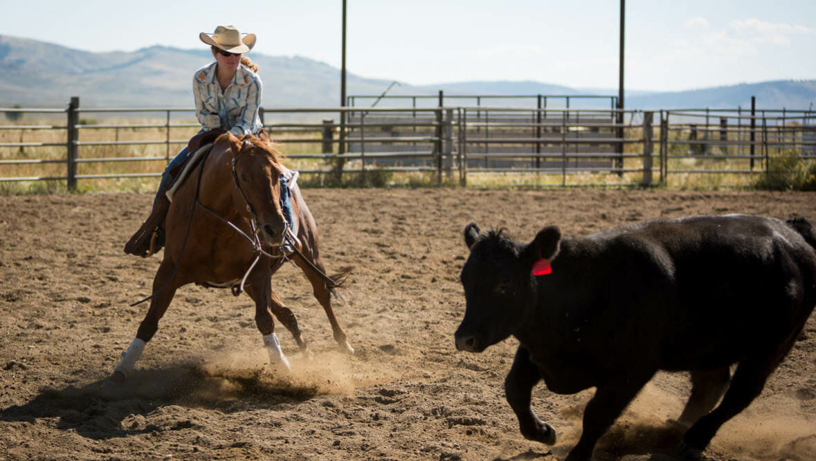 Cowgirl roping cattle in arena at A Bar A Ranch