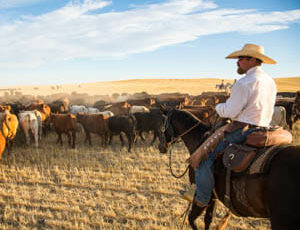 Cowboy on a cattle drive at Bar W Ranch