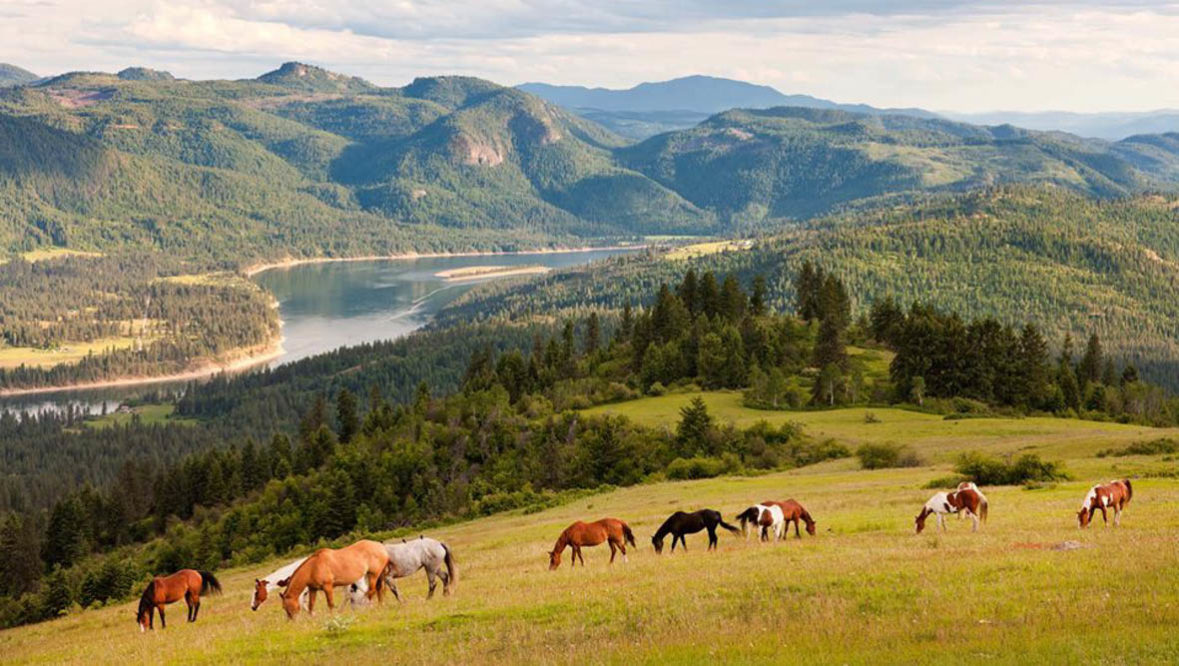 Horses grazing in a pasture at Bull Hill Ranch