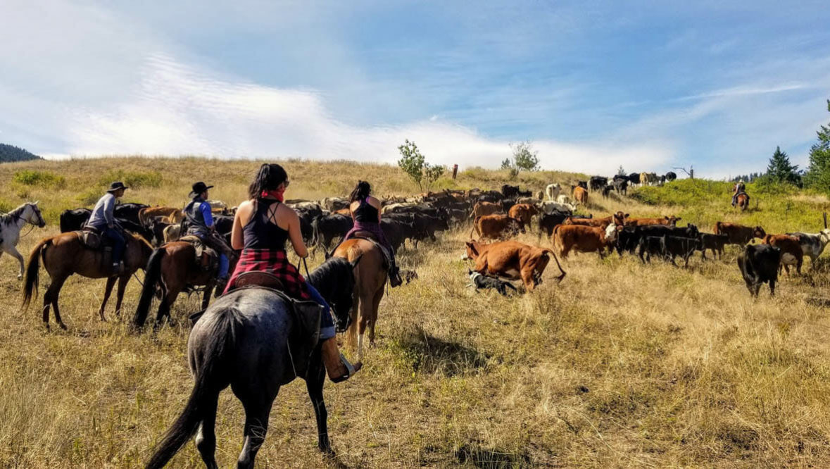 Cowgirl on a cattle drive at Bull Hill Ranch