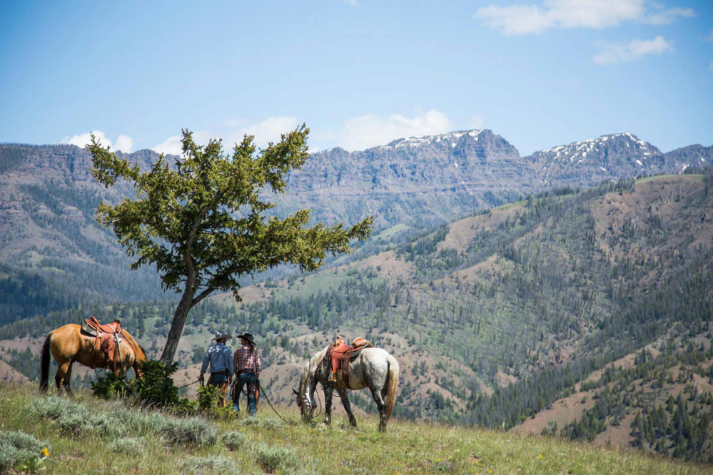Horses grazing under a tree at Crossed Sabres Ranch