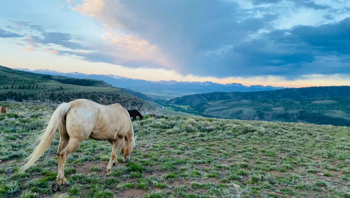 Horse grazing in a field at Drowsy Water Ranch