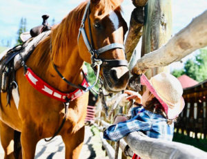 Young girl petting a horse through a fence at Drowsy Water Ranch