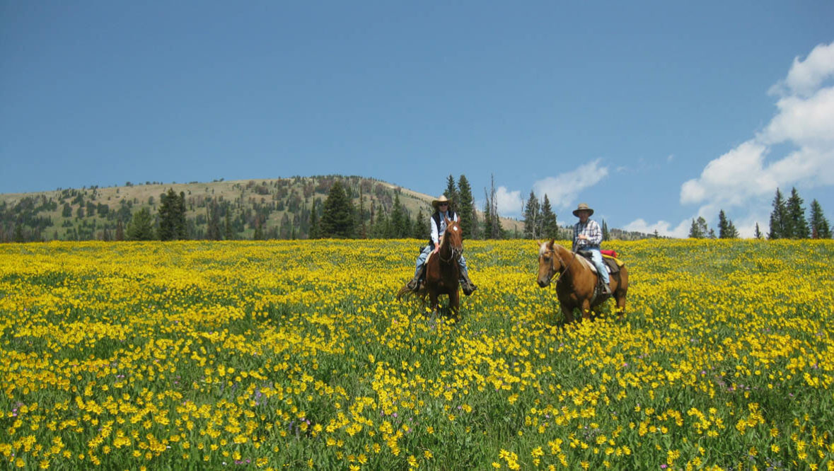 Guests on horses in a field of wildflowers at Elkhorn Ranch Montana