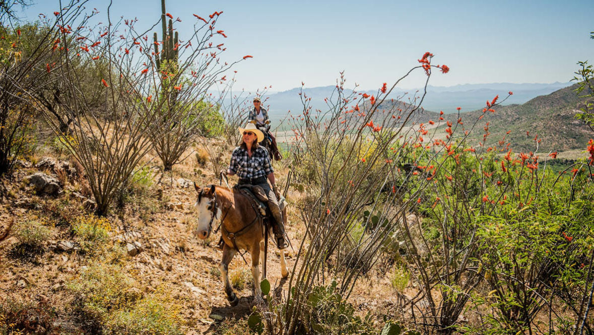 Desert trail ride at Elkhorn Ranch Arizona
