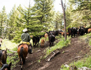 Cattle drive amongst trees at Hubbards Ranch