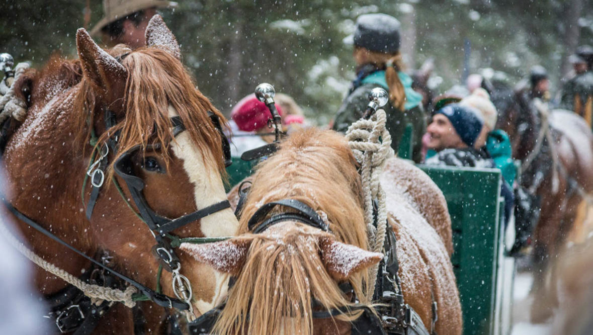 Two horses in the snow at Lone Mountain Ranch