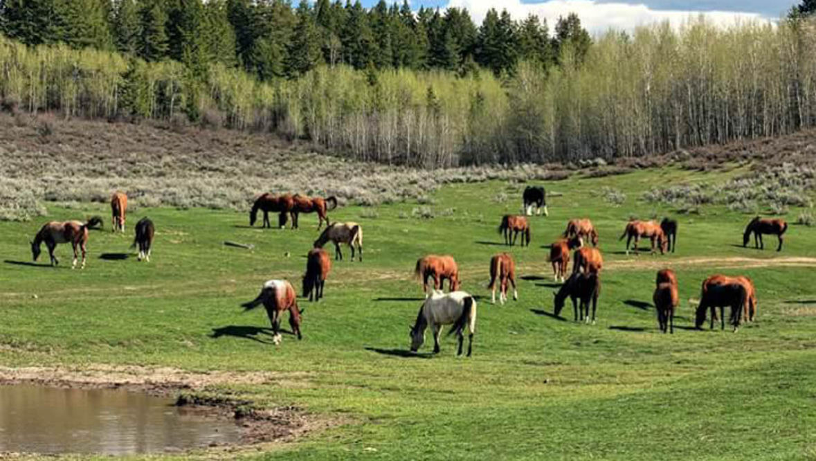 Horses grazing in pasture at McGarry Ranch
