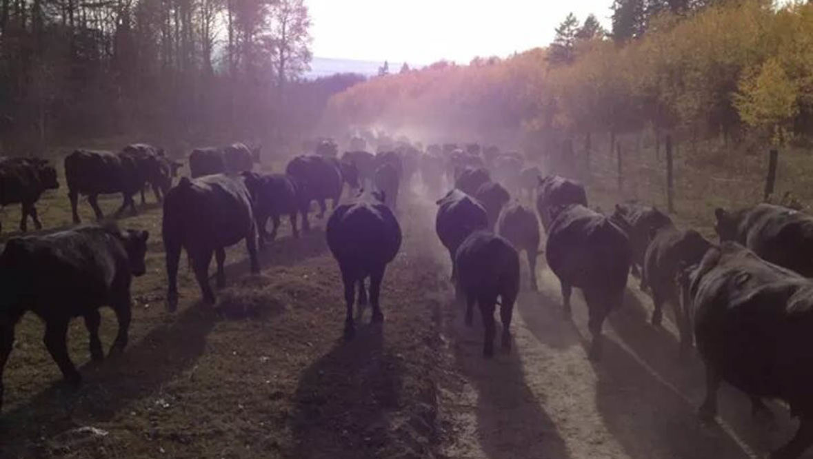 Cattle drive at McGarry Ranches