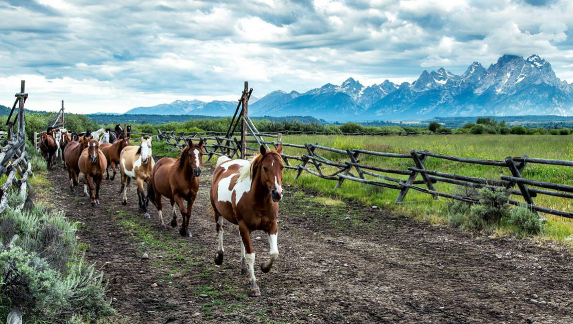 Gather of horses at Moosehead Ranch