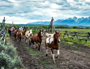 Gather of horses at Moosehead Ranch