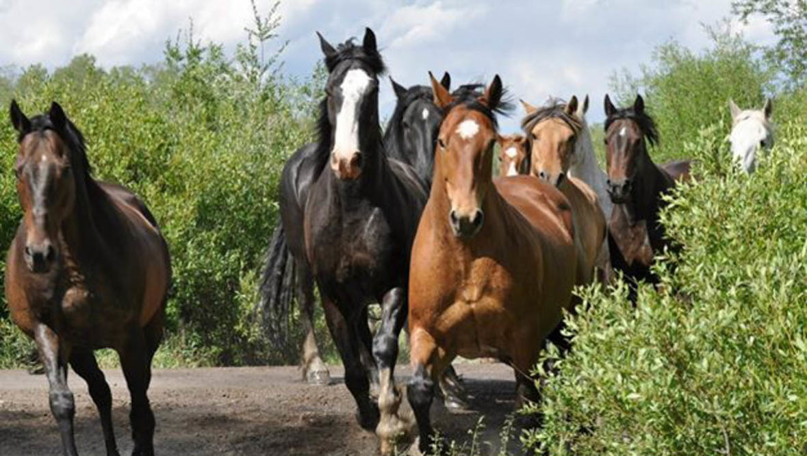 Horses running at R Lazy S Dude Ranch
