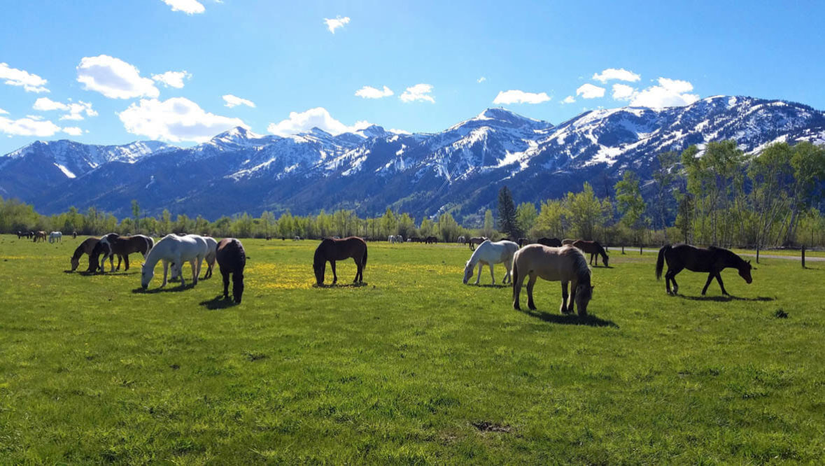 Horses grazing in front of the Tetons at R Lazy S Dude Ranch