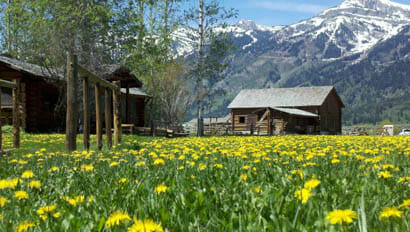 Lodge in a filed of flowers with mountains behind at R Lazy S Dude Ranch