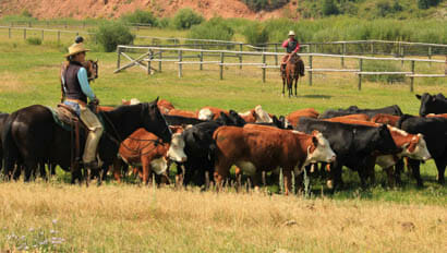 Red Rock Ranch cattle work