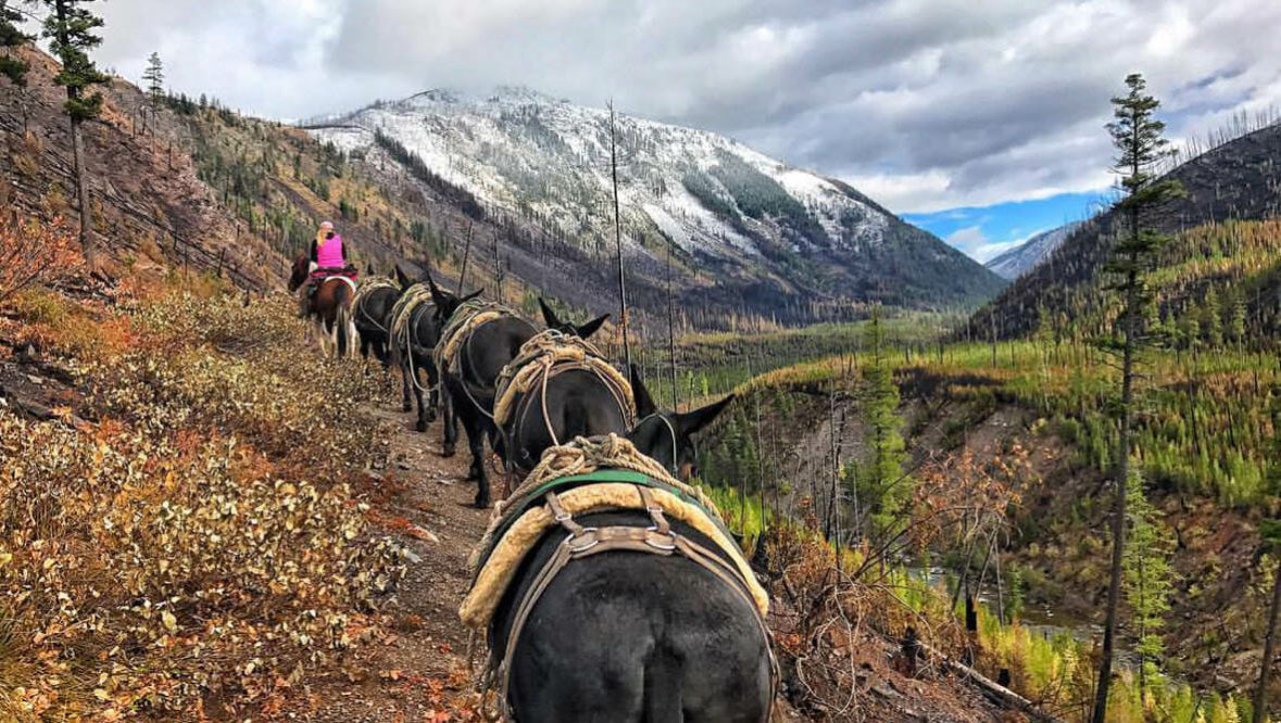 Trail of horses on a pack trip at Rich's Montana Guest Ranch