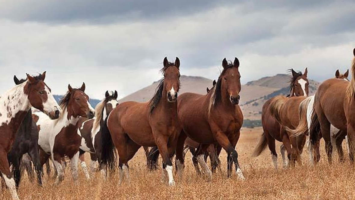 Horse in a group in a field at Sprucedale Guest Ranch