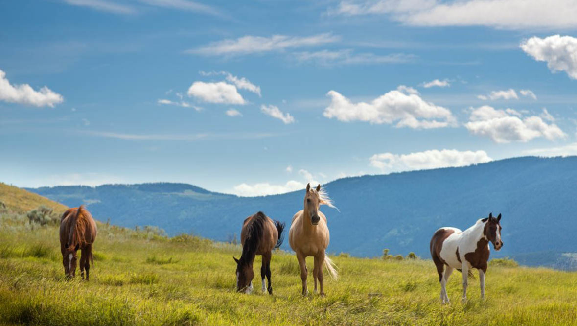 Sundance Guest Ranch horses in a field