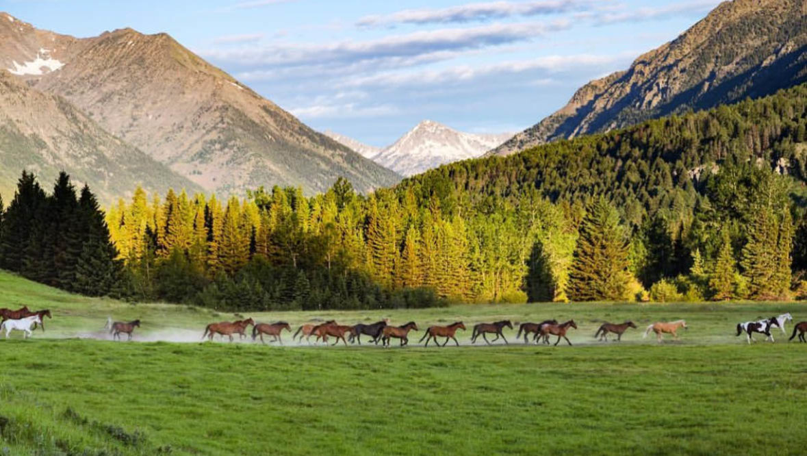 Sweet Grass Ranch horses running in a field