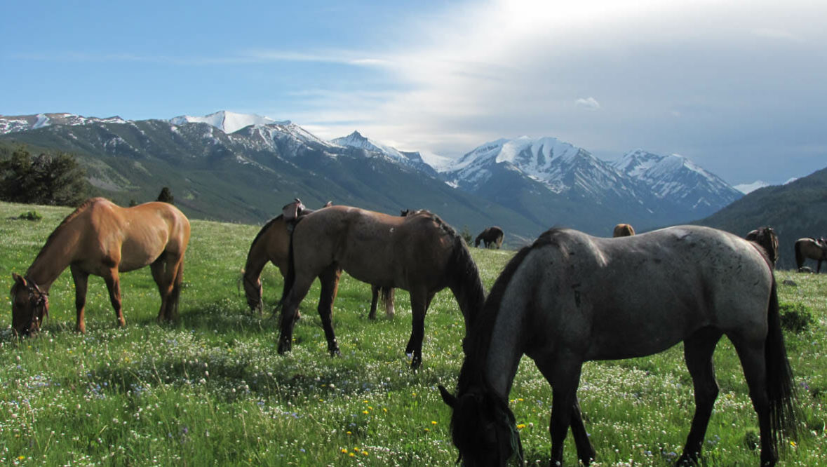 Sweet Grass Ranch horses grazing in a field with mountains behind them