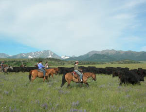 Sweet Grass Ranch cattle drive