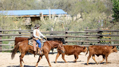 Tanque Verde Ranch team penning