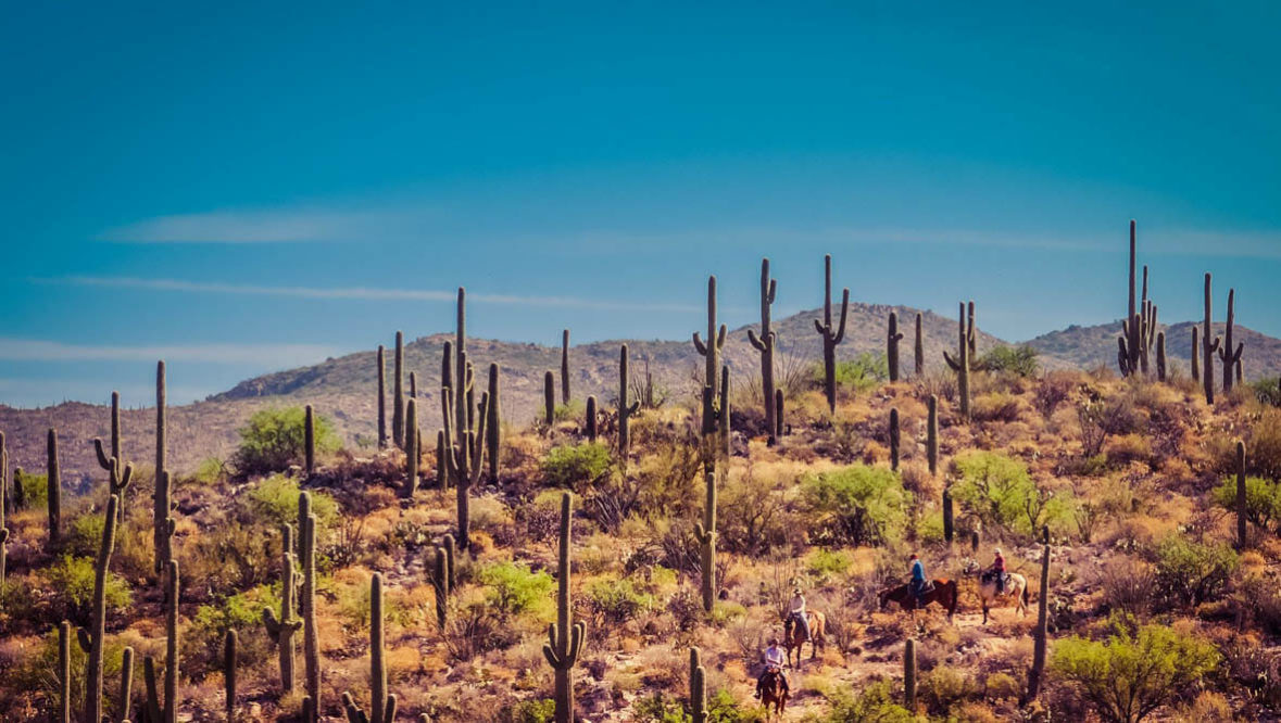 Tanque Verde Ranch cactus trail ride