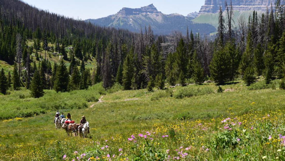 Triangle C trail ride amongst wildflowers