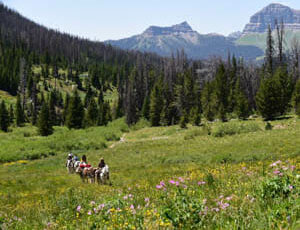 Triangle C trail ride amongst wildflowers
