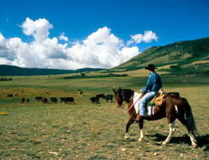 Vee Bar cowgirl on horse watching herd of cattle