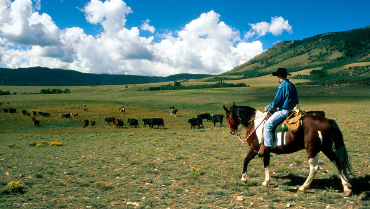 Vee Bar cowgirl on horse watching herd of cattle