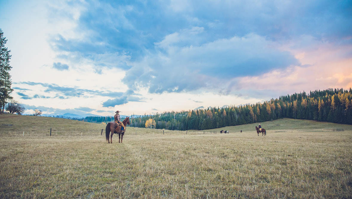 Cowboy on horse standing in an open field