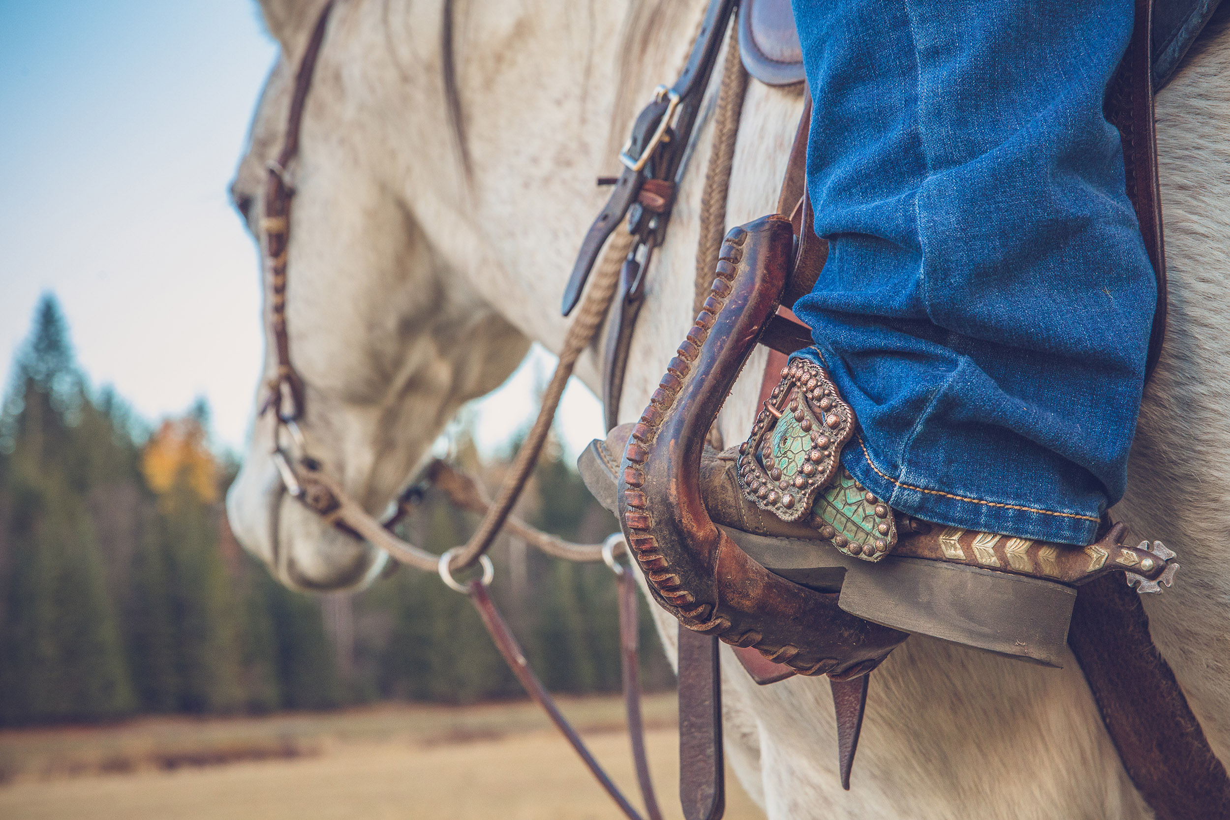 close up of boot on a horse