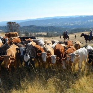 Cattle grazing with riders in the background