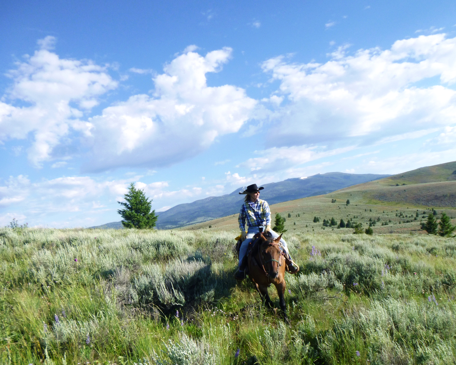 Person riding a horse