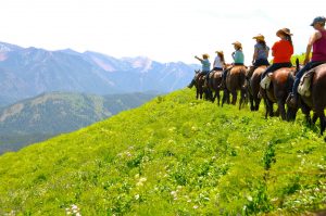 horses lined up on mountain side