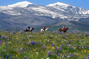 Riders in a field with purple flowers