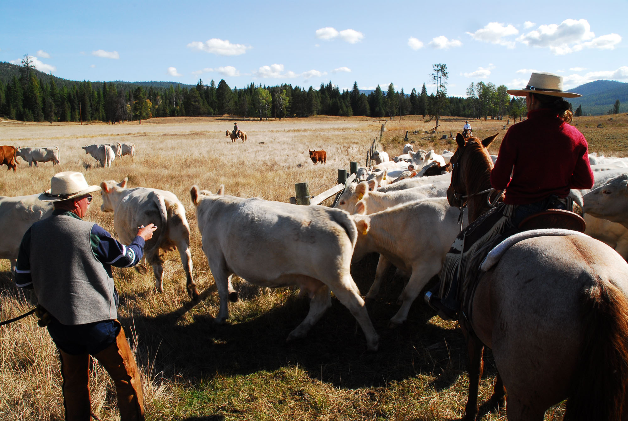 McGinnis Meadows Cattle & Guest Ranch Riding Lessons