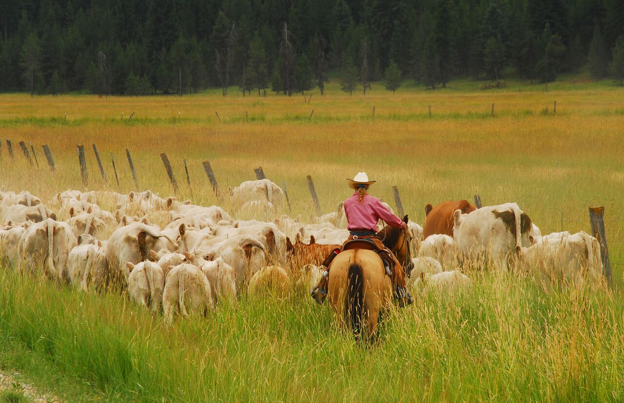 McGinnis Meadows Cattle Drive