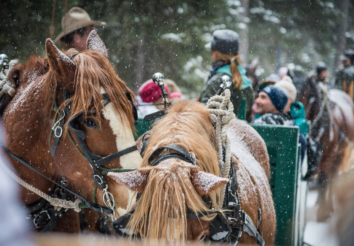 horses covered in snow